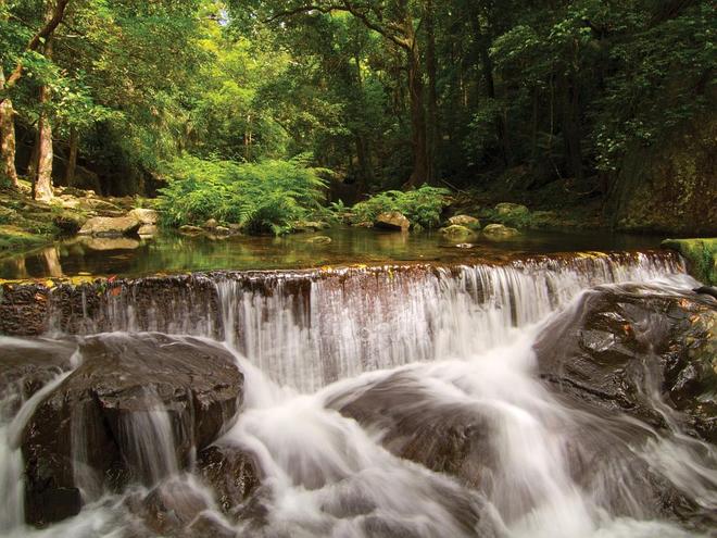 Daintree, Queensland, Australia là rừng mưa nhiệt đới lâu đời nhất trên trái đất.